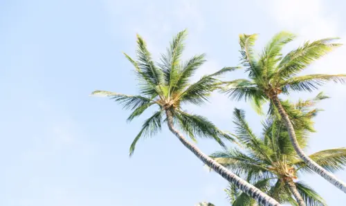 Tropical palm tree and blue sky background wallpaper HD 4K for desktop