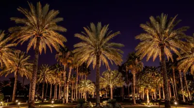 Eclairage nocturne de palmiers tropicaux