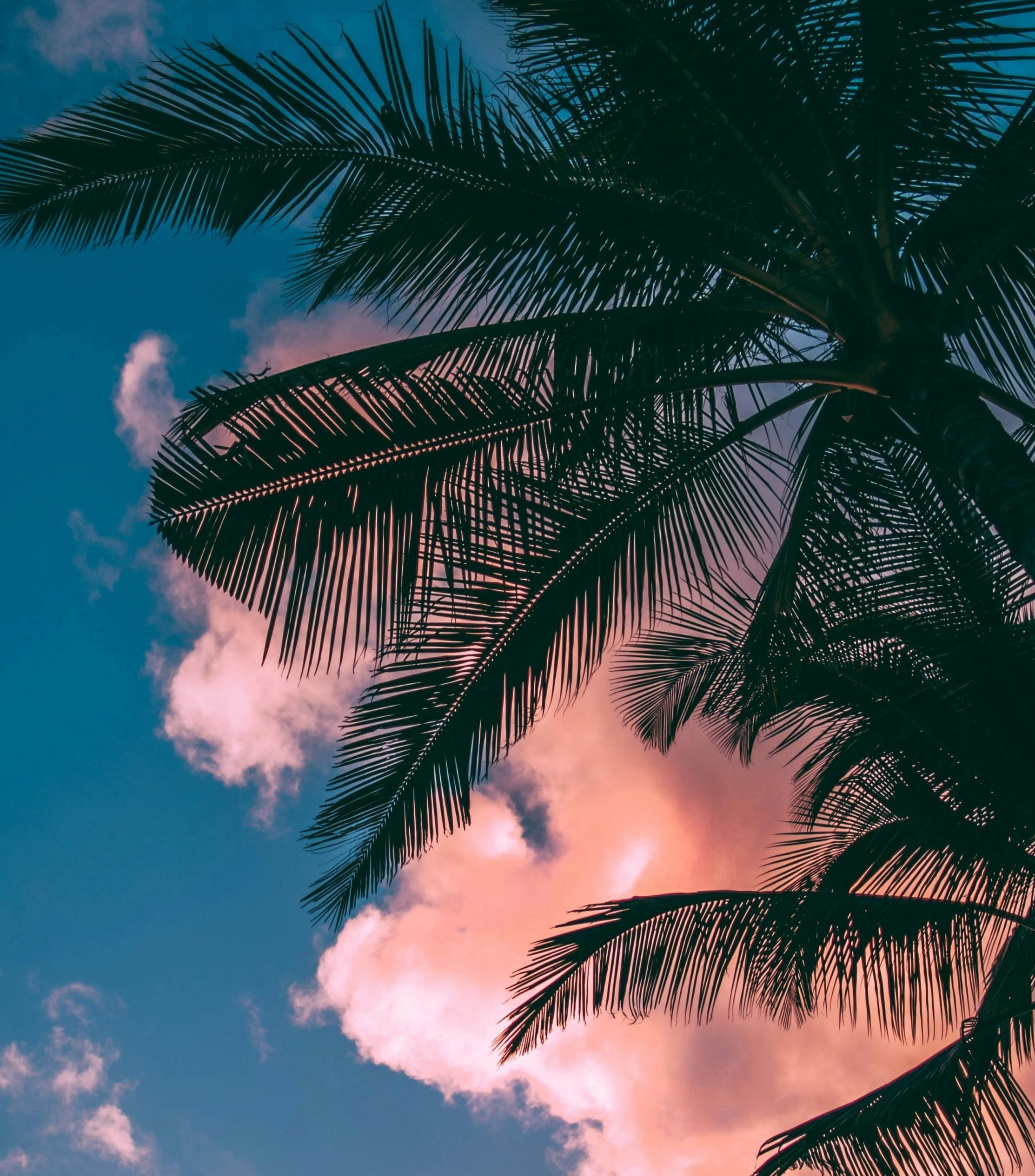 Wallpaperuser 12
