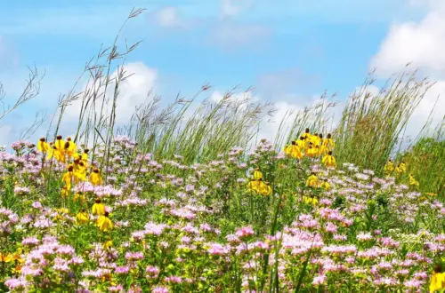 Field of yellow and pink wildflowers with a blue sky wallpaper HD 4K for desktop