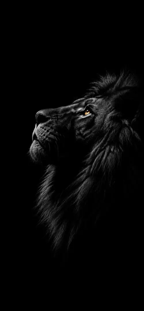 Dark Lion Black Background for Mobile wallpaper HD 4K for phone