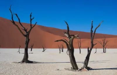 Désert dunes rouges et arbres secs