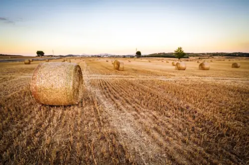 Sunset over a field of golden hay bales