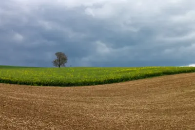 Arbre solitaire dans un champ sous ciel nuageux
