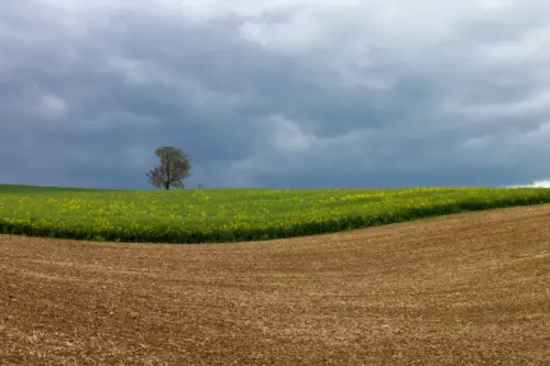 A solitary tree in a field under a cloudy sky wallpaper HD 4K for desktop