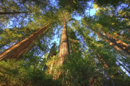 Majestic redwood trees in a forest