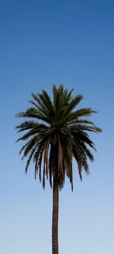 Tropical palm tree under a blue sky