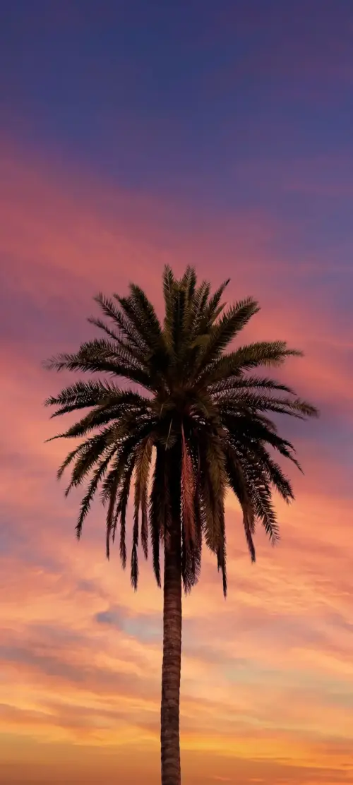 Tropical palm tree at sunset