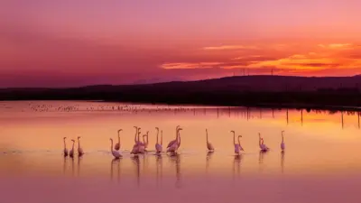 Flamants roses et lac coucher de soleil rose