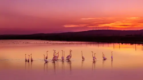 Pink flamingos and a pink sunset lake