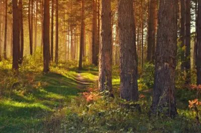 Photographie d'une foret lumineuse