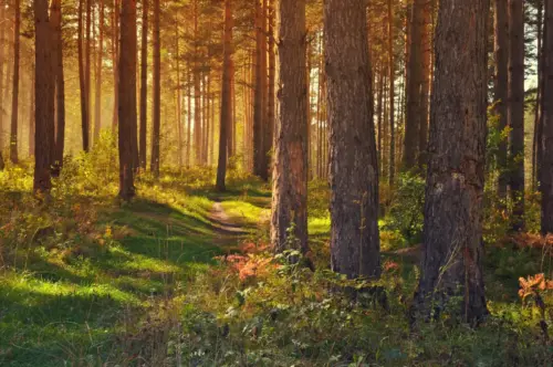 Photograph of a luminous forest