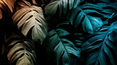 Feuilles de monstera tropicales en tons sombres
