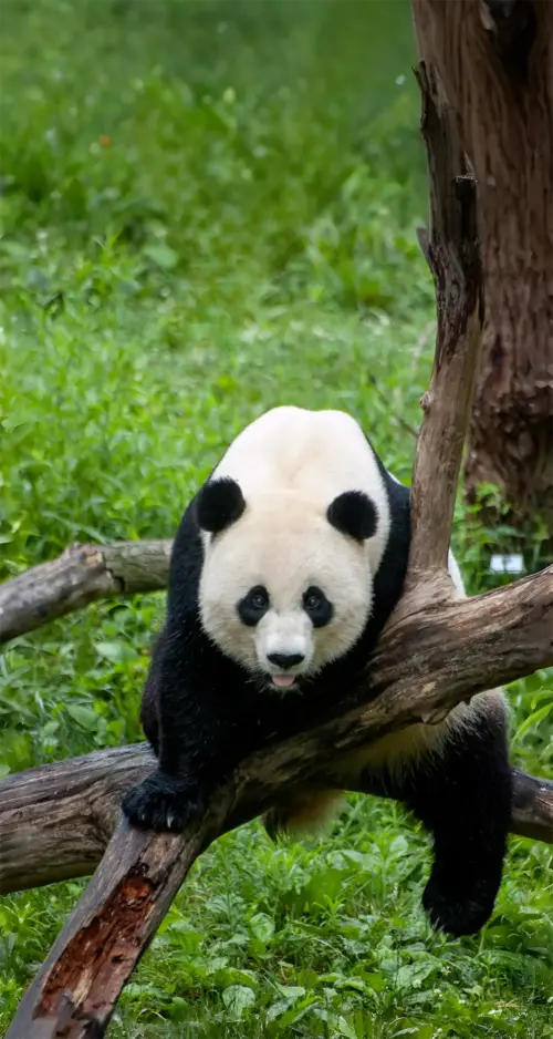 Panda géant sur une branche dans la nature