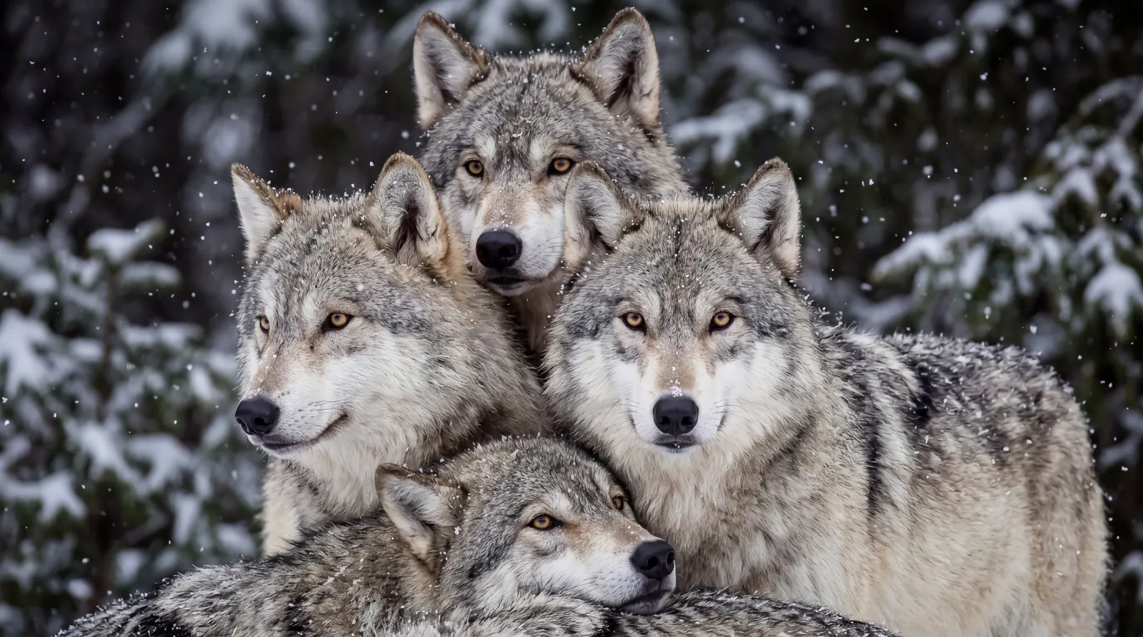 Wolf pack in the snow background wallpaper HD 4K for desktop