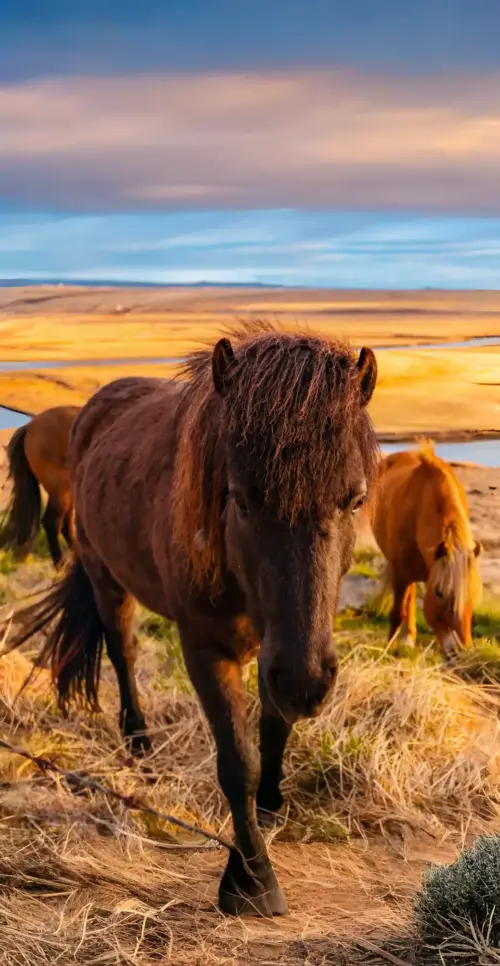 Cheval islandais dans une plaine au coucher du soleil