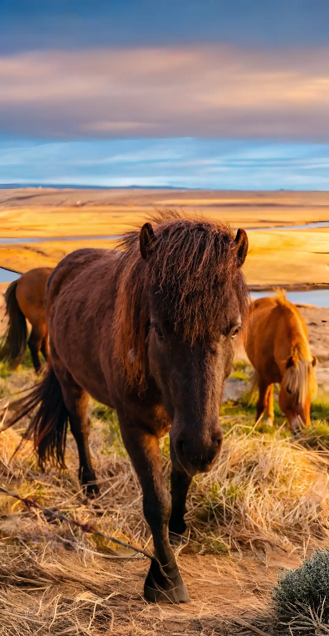 Cheval islandais dans une plaine au coucher du soleil fonds d’écran HD 4K pour téléphone