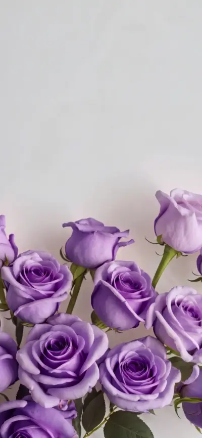 Lavender roses on a white background