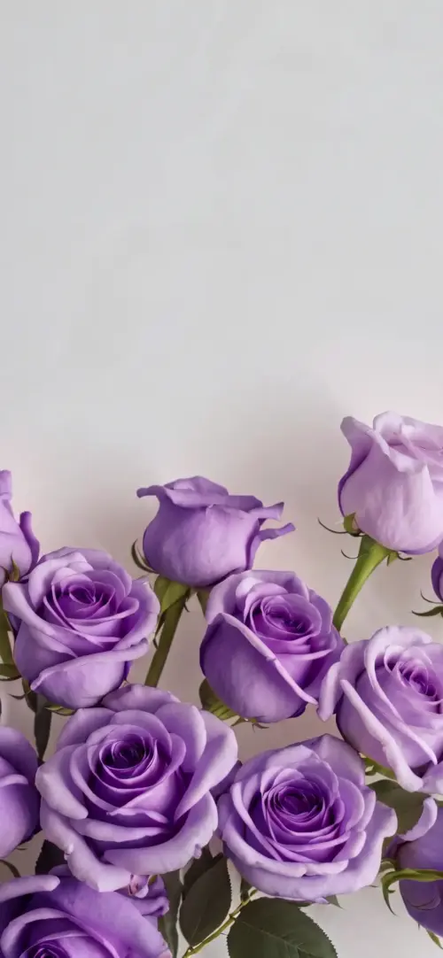 Lavender roses on a white background