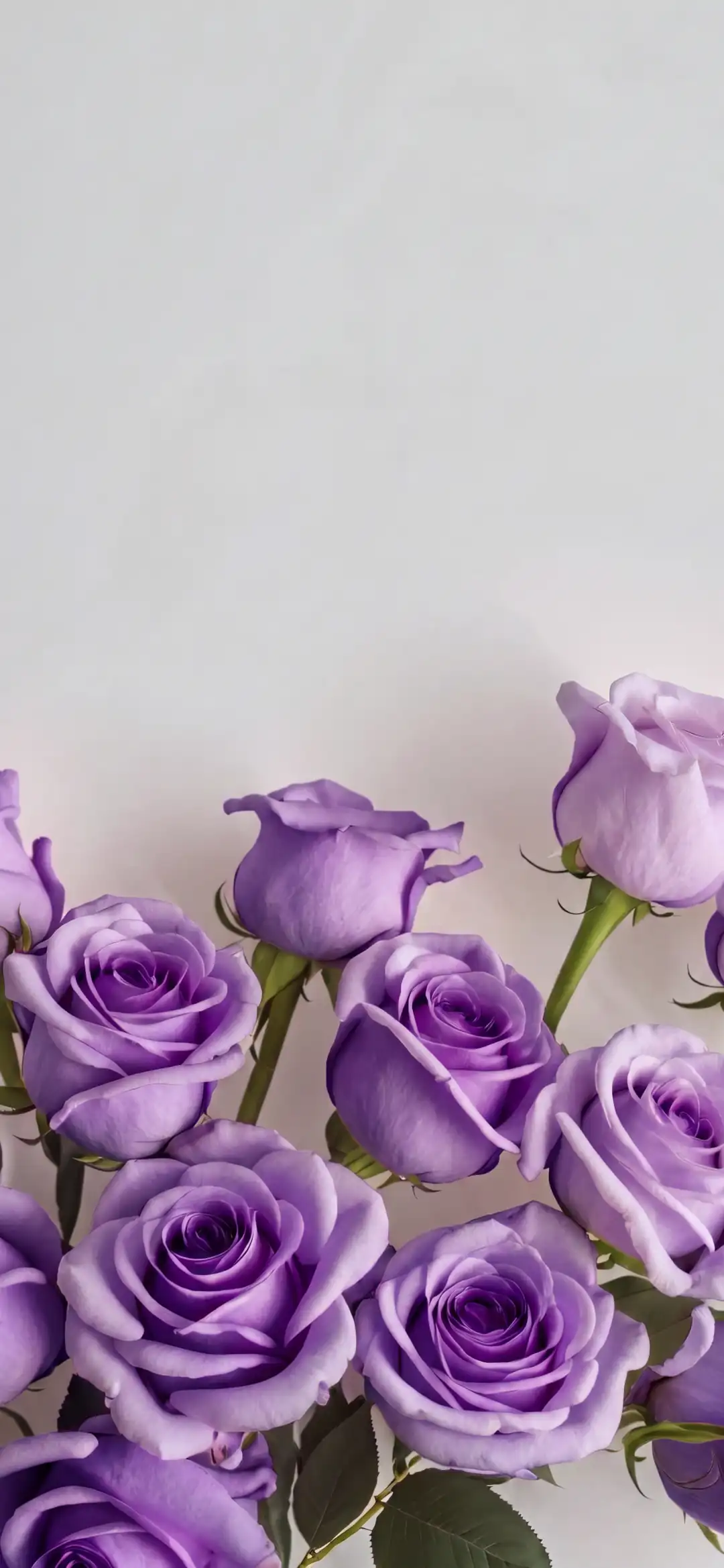 Lavender roses on a white background wallpaper HD 4K for phone
