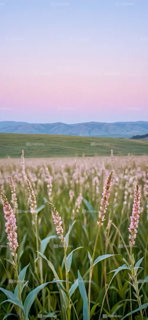 Wheat field under a pastel sky wallpaper HD 4K for phone