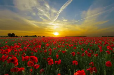 Champ de coquelicots au coucher du soleil