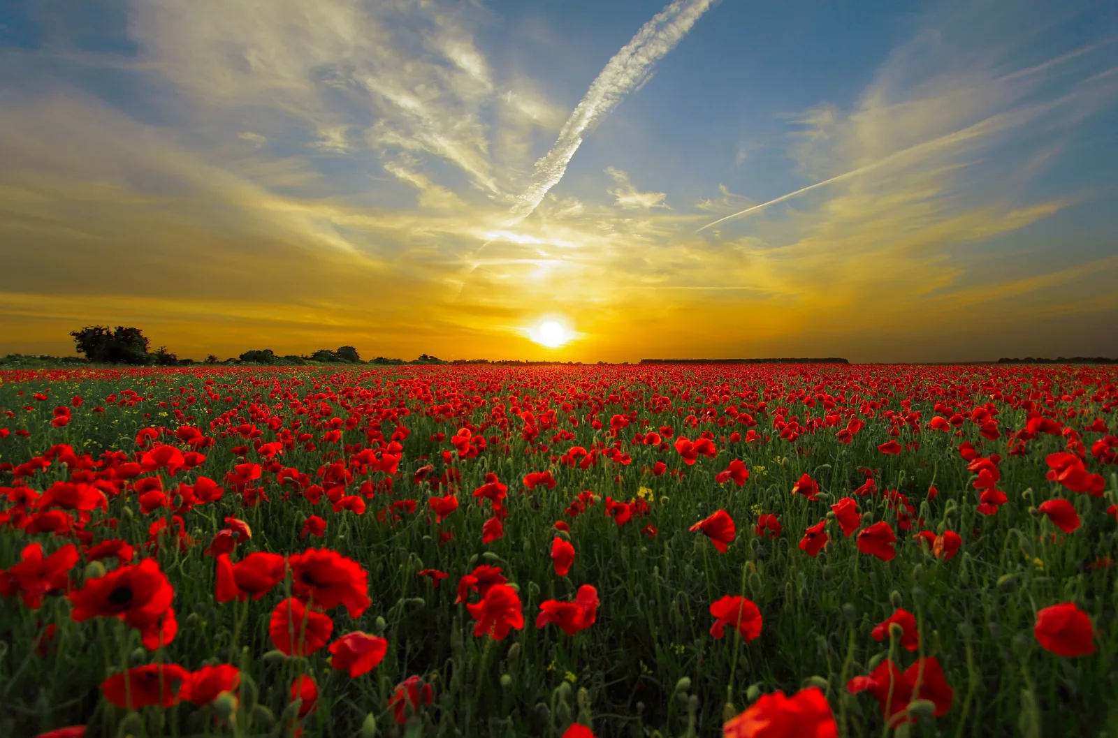 Champ de coquelicots au coucher du soleil fonds d’écran HD 4K pour ordinateur