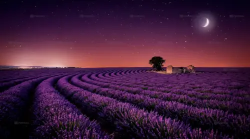 Lavender field under a starry sky wallpaper HD 4K for desktop