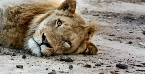 Close-up background of a resting lion wallpaper HD 4K for desktop