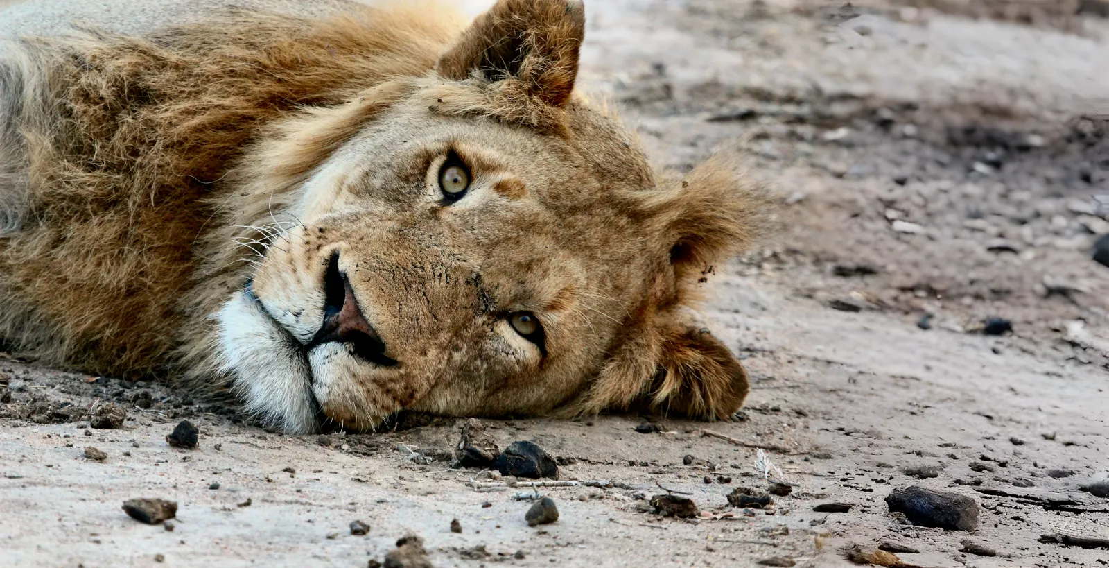 Close-up background of a resting lion wallpaper HD 4K for desktop