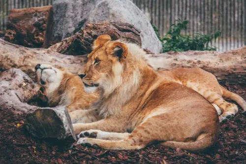 Photograph of young lions resting wallpaper HD 4K for desktop