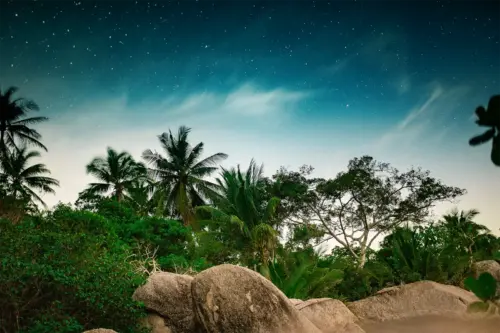 Tropical rainforest background under a starry sky wallpaper HD 4K for desktop