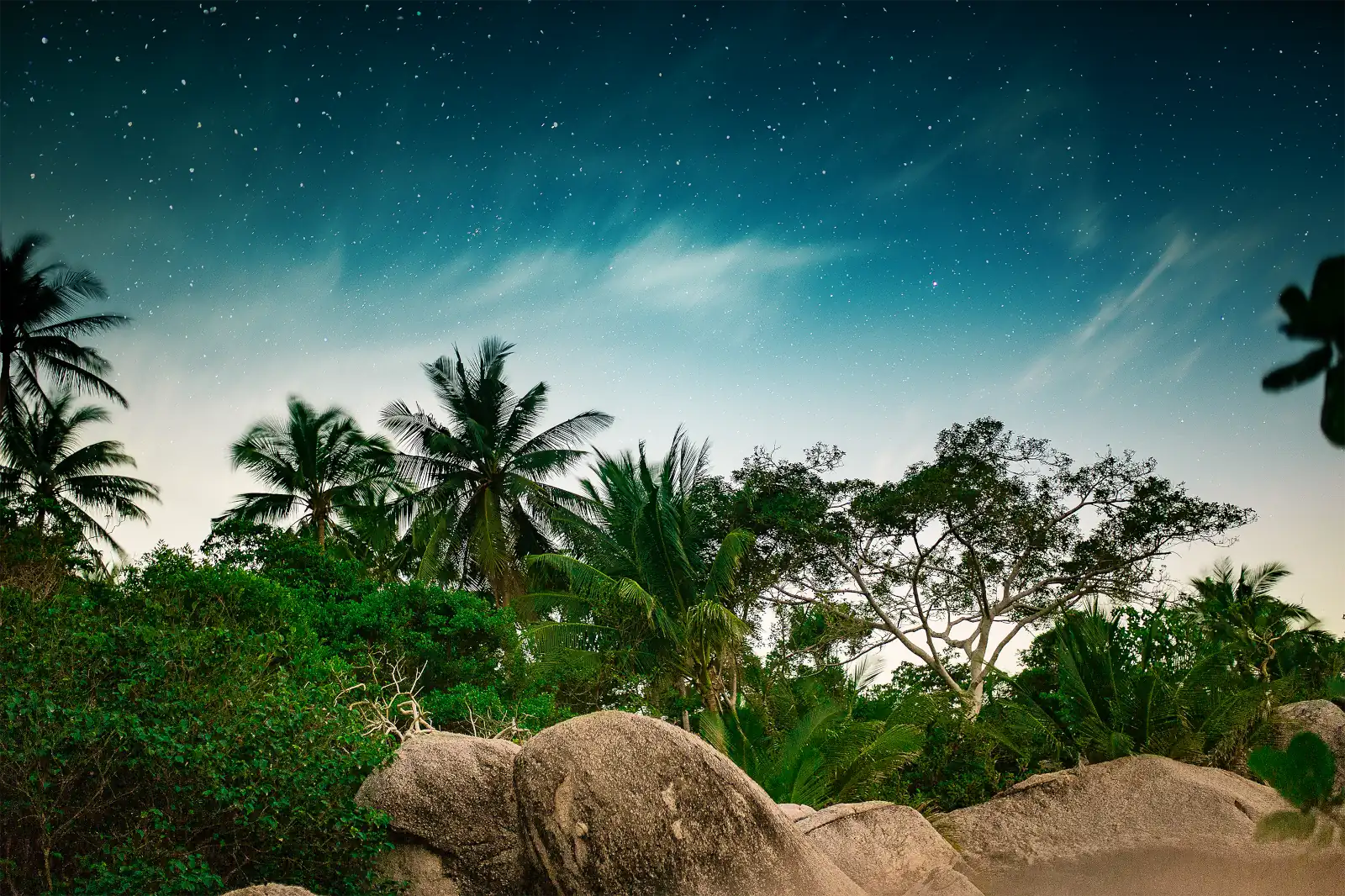 Tropical rainforest background under a starry sky wallpaper HD 4K for desktop