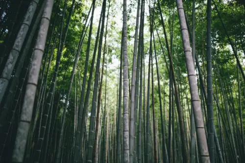 Forêt de bambous sous la lumière du soleil fonds d’écran HD 4K pour ordinateur