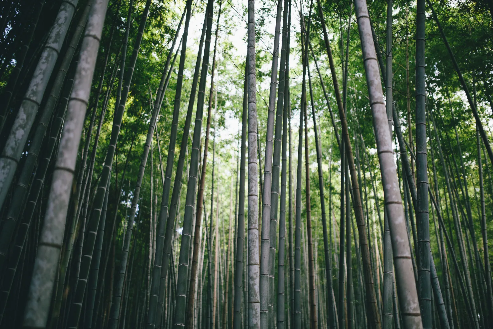 Bamboo forest in the sunlight wallpaper HD 4K for desktop