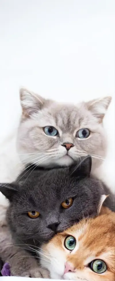 Three cute cats with colorful eyes wallpaper HD 4K for phone