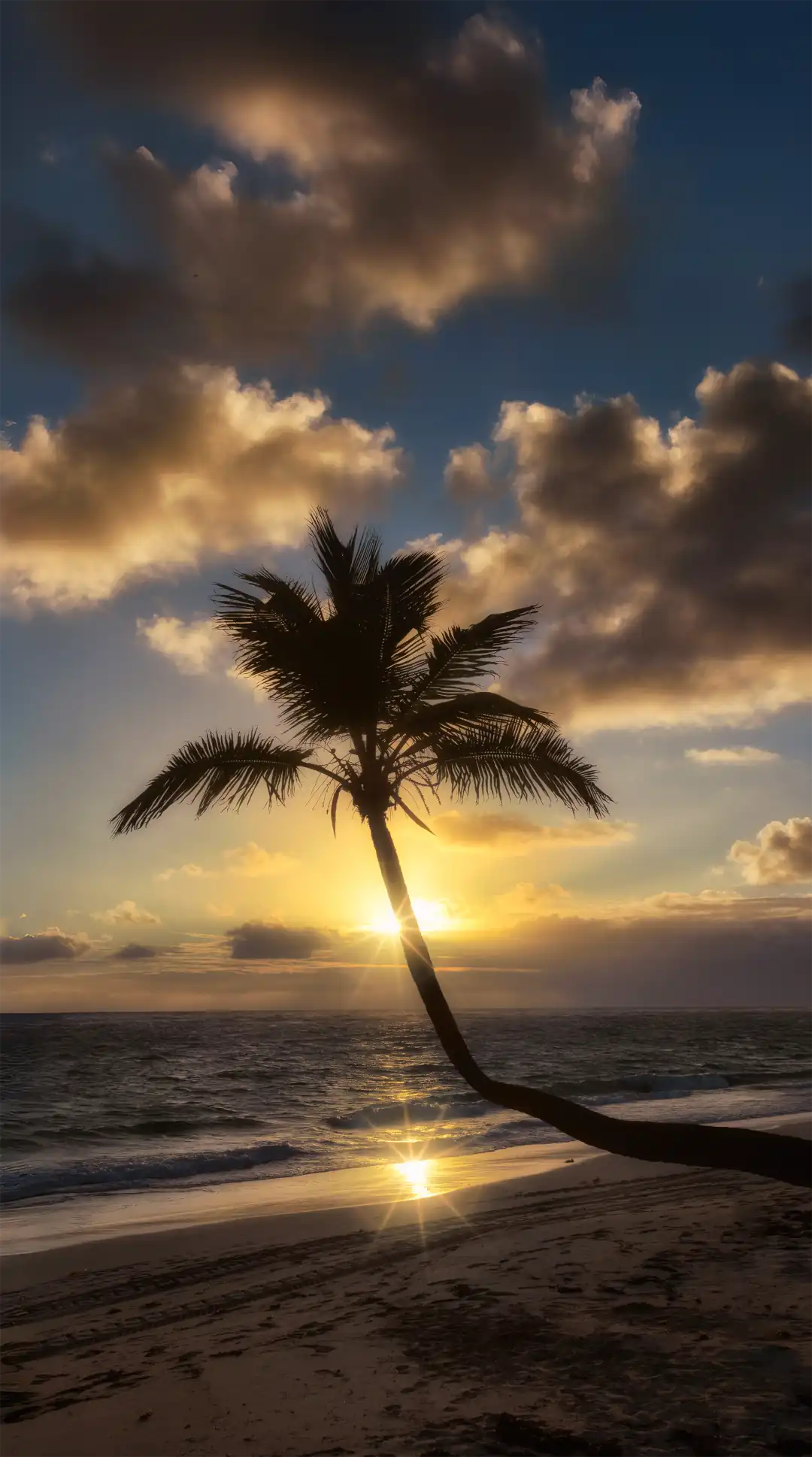 Tropical sunset with a palm tree on the beach wallpaper HD 4K for phone