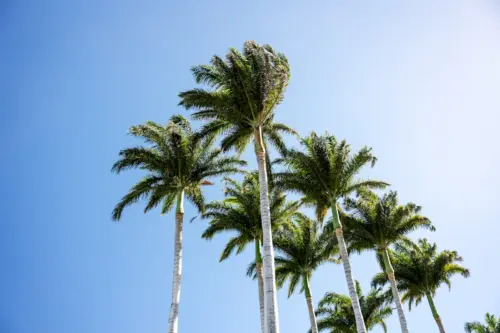 Tropical palm trees under a minimalist blue sky wallpaper HD 4K for desktop