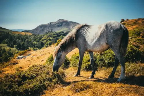 Photograph of a grey horse in the mountains