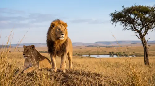 Two lions in the African savanna wallpaper HD 4K for desktop