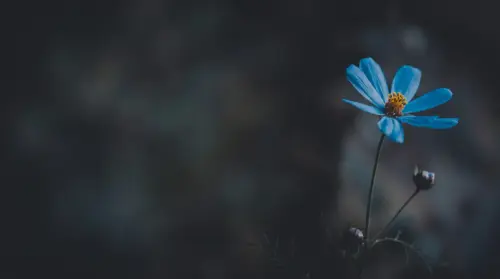 Blue flower on a dark background for PC