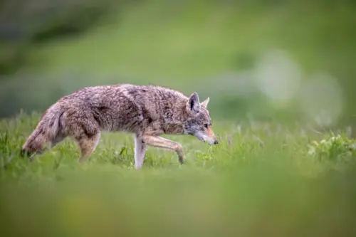 Coyote hunting in a meadow wallpaper HD 4K for desktop