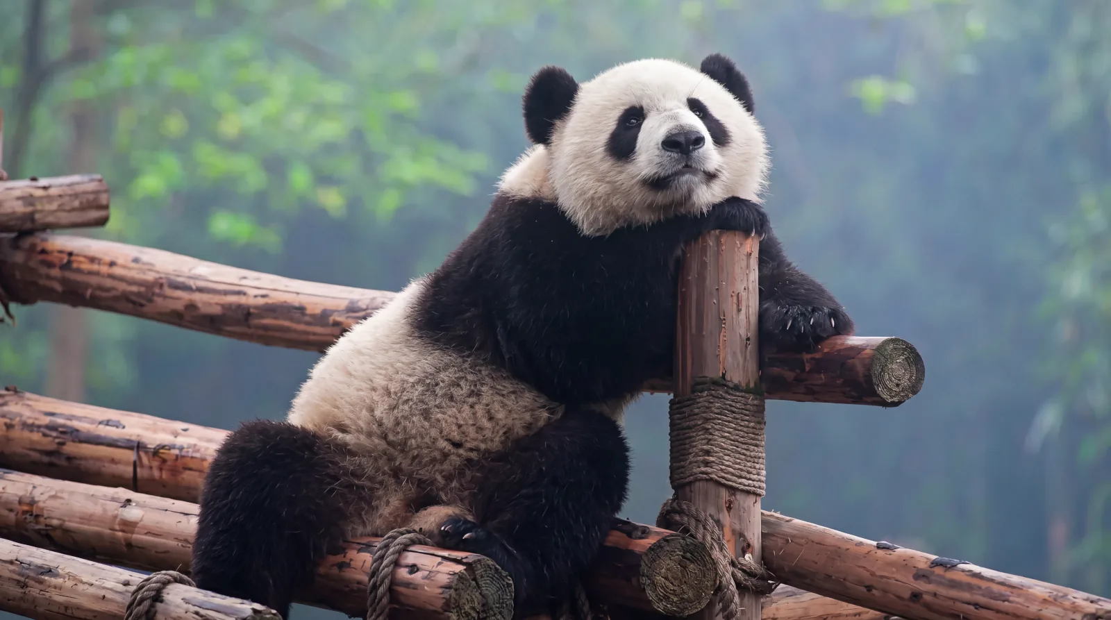 Giant panda leaning against logs wallpaper HD 4K for desktop
