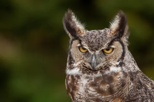 Close-up of a Great Horned Owl wallpaper HD 4K for desktop