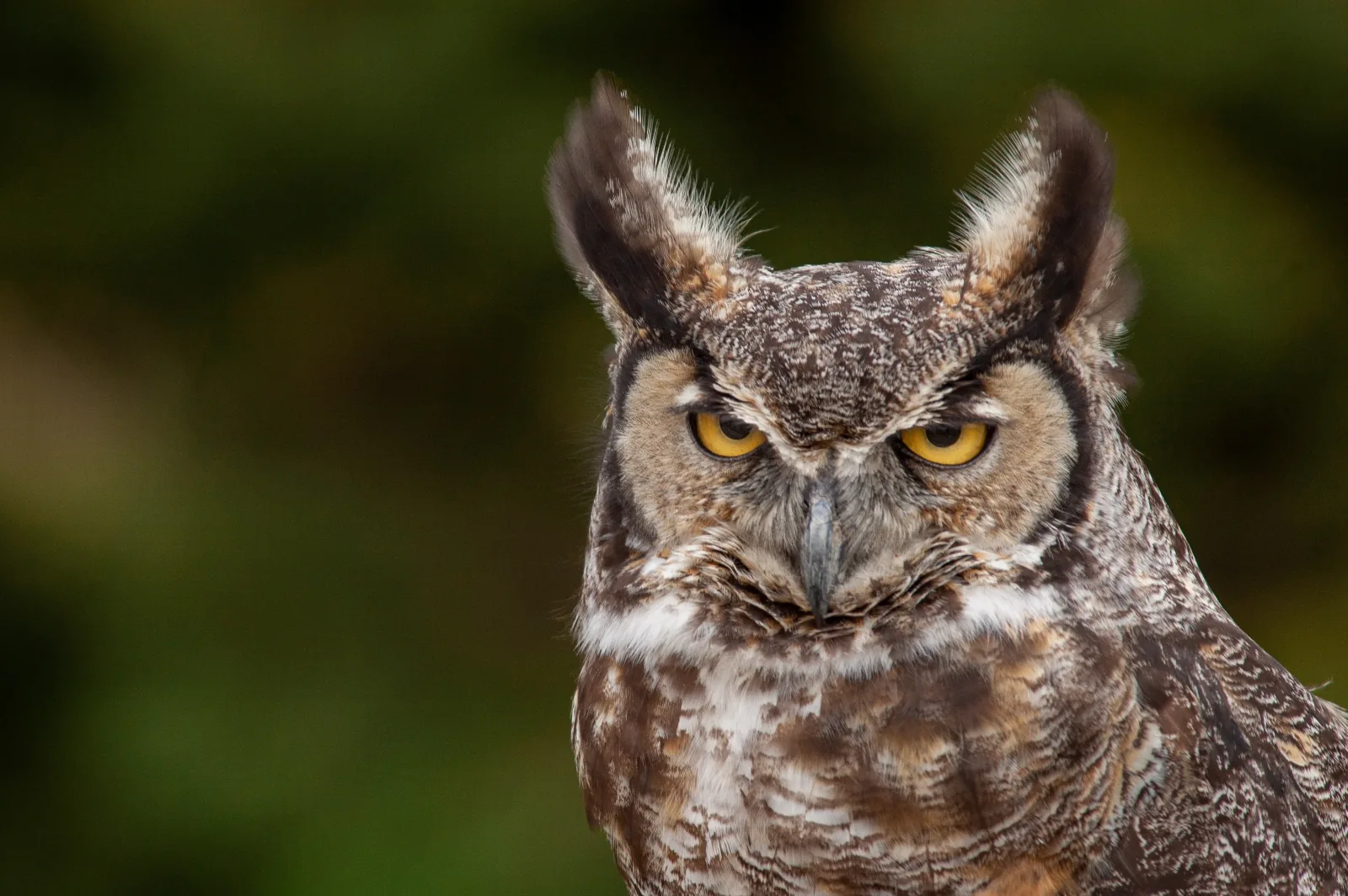Close-up of a Great Horned Owl wallpaper HD 4K for desktop