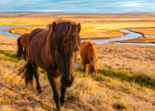 Icelandic horses by a river wallpaper HD 4K for desktop