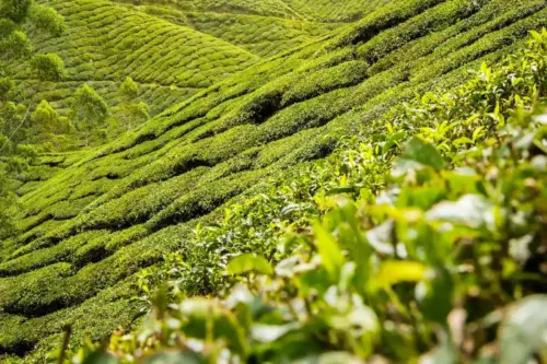Tea plantation on lush green hills