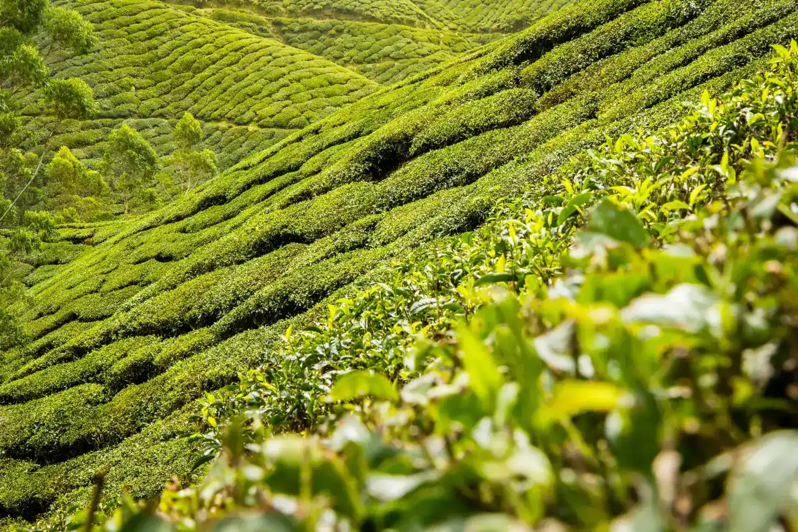 Tea plantation on lush green hills wallpaper HD 4K