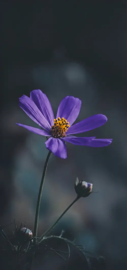 Close-up of a purple flower in dark tones
