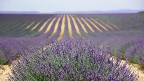 Photograph of a field of blooming lavender